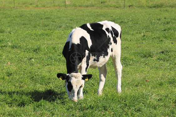 奶牛水平农场黑与白绿色场地农业动物图片