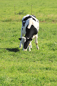奶牛水平场地农业黑与白动物农场绿色图片