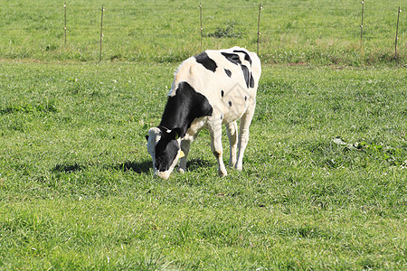 奶牛水平场地农场黑与白农业绿色动物图片