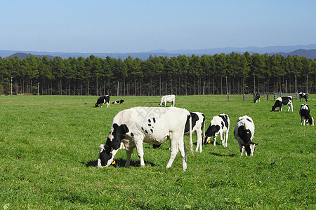 牛田中的牛农业蓝色动物黑与白蓝天水平绿色农场天空场地图片
