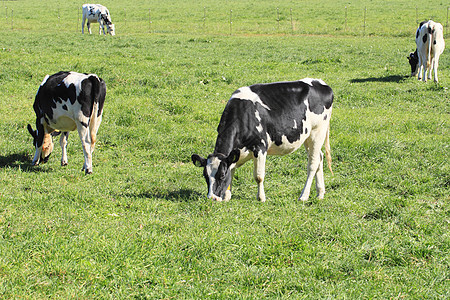 奶牛农场农业绿色场地黑与白水平动物图片