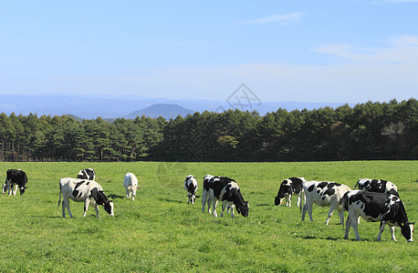 牛田中的牛黑与白蓝天水平蓝色场地农场天空动物农业绿色图片