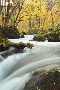 Oirase河秋光颜色公园季节企流瀑布岩石溪流橙子石头苔藓叶子图片