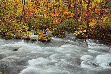 Oirase河秋光颜色季节公园瀑布苔藓岩石石头橙子企流叶子溪流图片