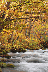 Oirase河秋光颜色苔藓橙子瀑布溪流叶子公园企流季节石头岩石图片