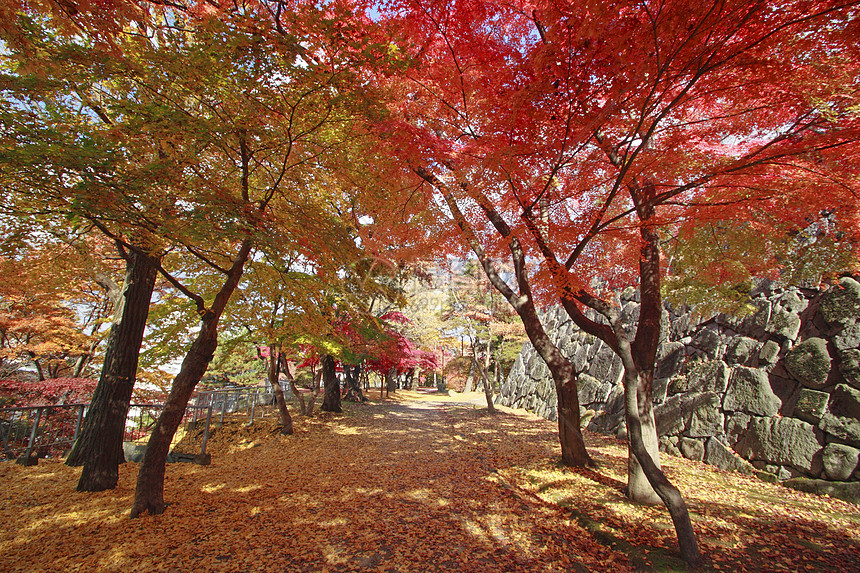 彩色叶子历史黄色植物树叶旅游森林季节性木头观光图片