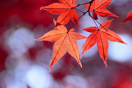 彩色叶子季节红色植物树叶橙子背景图片