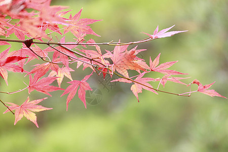 彩色叶子树叶季节红色橙子植物背景图片