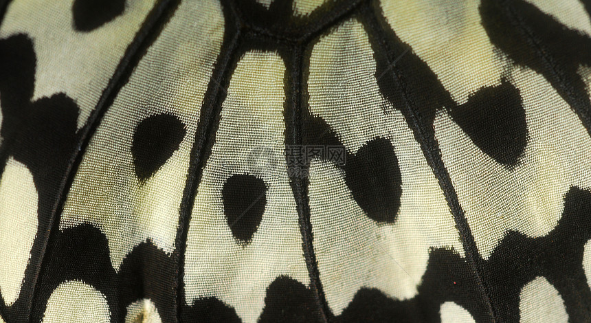 黑白蝴蝶翼图片