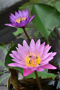 莲花绿色植物植物学粉色植物群花瓣黄色池塘百合叶子图片