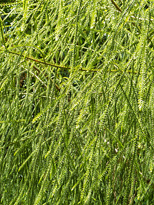 NZRim树叶背景纹理形态图片