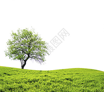 独木的树植物季节多叶白色生活绿色生长树木叶子图片