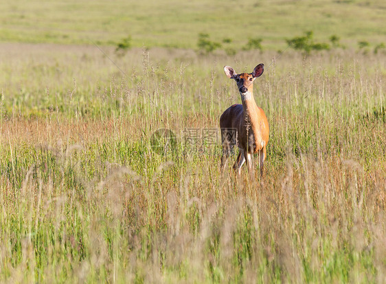 大草地的白尾鹿饲料食草野生动物哺乳动物阳光森林毛皮荒野草地大草原动物图片