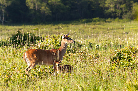 大草地白尾鹿和小鹿图片