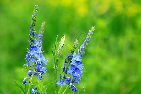 蓝野花野生动物绿色生态场地蓝色野花植物花头环境森林图片