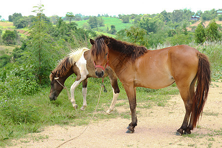 两匹马在牧场中放牧动物小马鬃毛宠物场地农业毛皮野生动物农场哺乳动物图片