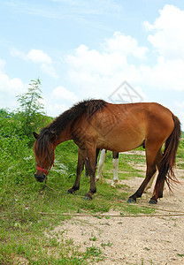 两匹马在牧场中放牧小马绿色植物动物农场宠物植物群哺乳动物野生动物鬃毛农业图片