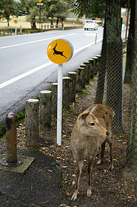 小心日本奈拉的鹿牌图片