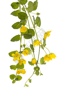 爬行珍妮植物群金钱草叶子宏观野花黄色花瓣图片