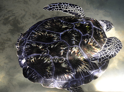 斯里兰卡的绿海龟组织表皮盾牌爬行动物游泳海草物种冷血腹甲孵化场动物图片