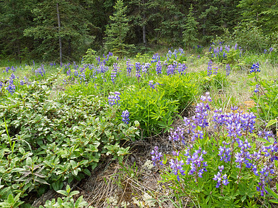 在北冰洋森林中盛开的北极狼树叶森林蓝色传单植物植物群紫色生长叶子野花图片