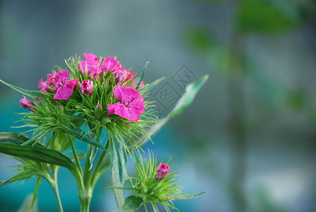 花朵草地生长植物园艺斧子花园国家框架边界植物群背景图片