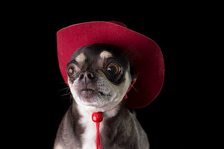 穿红牛仔帽子的可爱奇吉娃娃鼻子小狗红帽牛仔帽黑色犬齿牧马人戏服耳朵背景图片