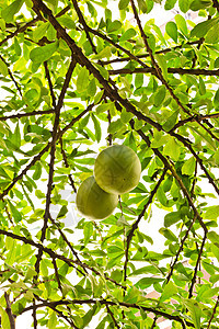 卡勒巴什树美食植物场地绿色收成食物蔬菜水果花园叶子图片