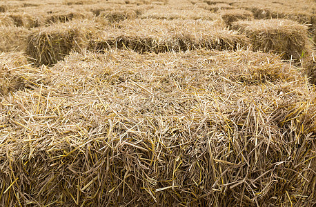 田里有干草丛草垛小麦食物谷仓橙子麦片农场国家大麦收获图片