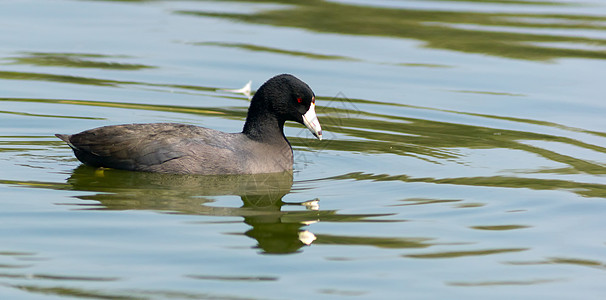 美式美国Coot湿地鸟类白桦红眼睛水鸟黑鸟图片