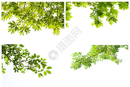 白色背景的绿叶植物群枝条花园树木森林公园叶子昆虫生长框架图片