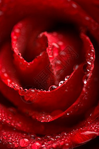 带水滴的美丽红玫瑰浅色焦点生长环境水分植物群飞沫花园叶子宏观植被花瓣盛开高清图片素材