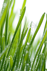 含甘露的清草水分植被稻草飞沫生态生长滴水环境植物群季节图片