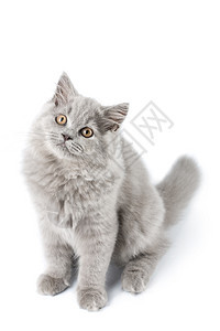 孤立的英国可爱小猫毛皮工作室胡须猫咪眼睛爪子蓝色头发朋友兽医图片