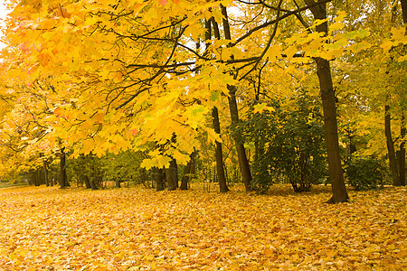 公园的金色树环境地面草地风景金子植被墙纸褪色季节森林图片