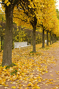 秋季公园环境植物地面生态金子墙纸季节荒野叶子植物群图片