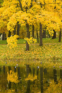 秋季公园叶子池塘季节褪色风景墙纸生态植被金子环境图片