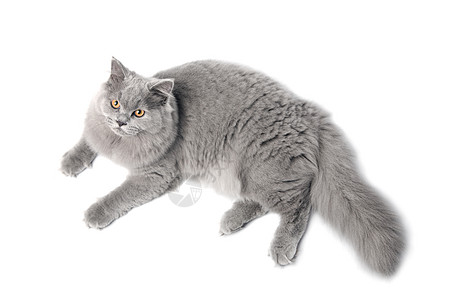 被孤立的英国猫爪子猫咪尾巴蓝色宠物哺乳动物胡须猫科眼睛毛皮背景图片