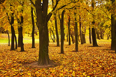 秋林地面叶子墙纸褪色植被环境风景荒野橙子公园图片