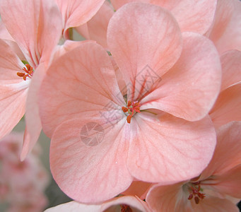 粉红色花 浅色DOF图片
