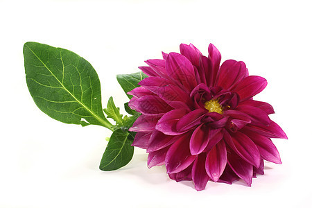 达利亚大丽花花朵秋花白色投标宏观微距紫色摄影绿色图片