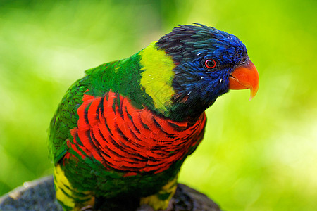 彩虹 Lorikeet 肖像图片