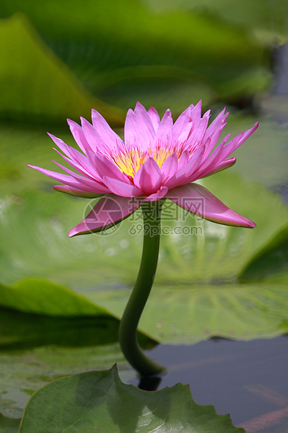 水百合 莲花情调花瓣池塘植物环境热带异国宏观植物学冥想图片