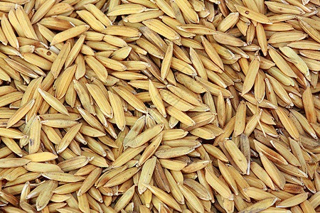 稻田大米食物粮食收成主食栽培棕色培育植物宏观种子图片