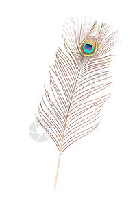 孔雀羽毛蓝色白色棕色尾巴眼睛风格彩虹绿色装饰图片
