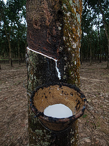 橡胶树种植生产滴水森林杯子橡皮种植园生长牛奶聚合物液体图片