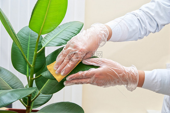 净化油纤维厂橡皮女士手套房子植物学女性海绵叶子打扫花店图片