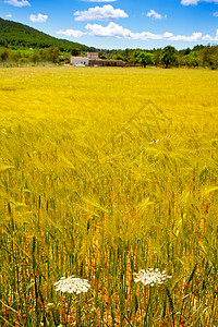 伊比萨岛地中海黄金小麦田稻草农场食物农村花朵蓝色季节小麦场地天空图片