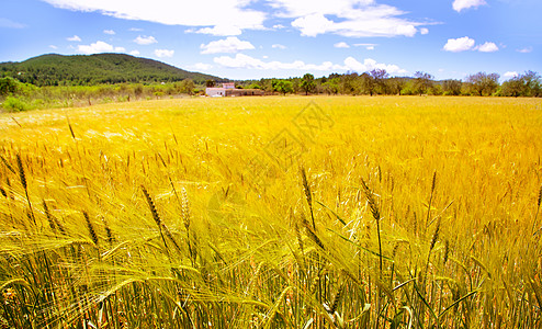 伊比萨岛地中海黄金小麦田太阳收成蓝色小岛小麦农村场地收获粮食树木图片
