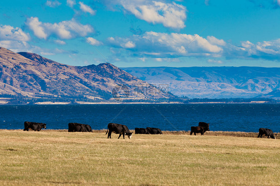 在新西兰南阿尔卑斯山Hawea湖放牧的牛牛肉动物草原场地奶制品农村草地奶牛农田家畜图片